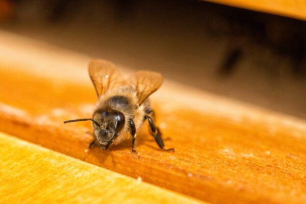 Honeybee on wood