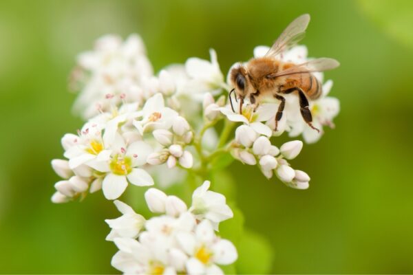 Honeybee pollinating white flower