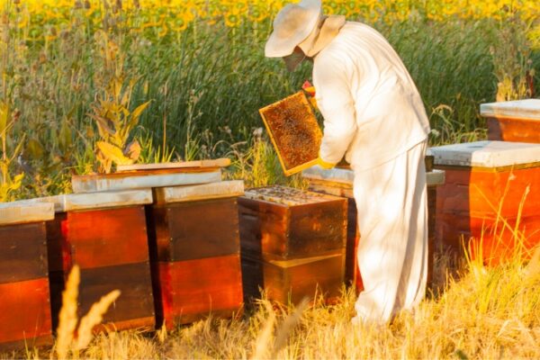Beekeeper checking beehives in NUCs