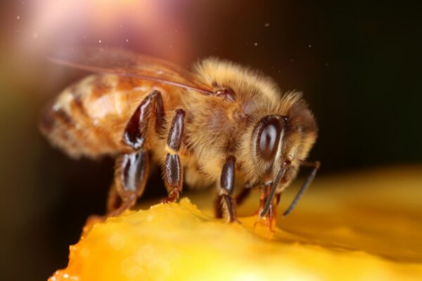 Close up image of a honey bee on honey comb