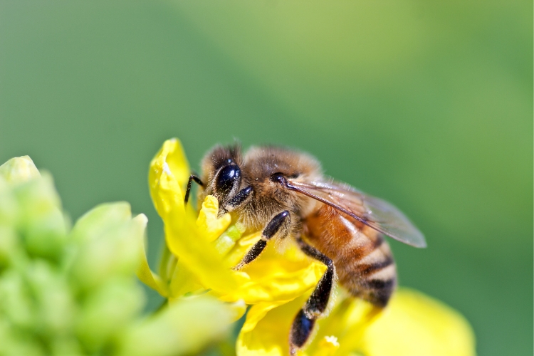Honeybee on Flower