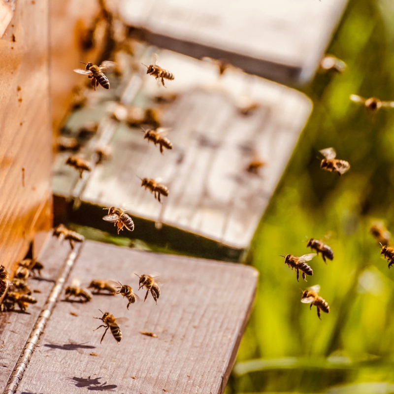 Honeybees flying into NUC boxes