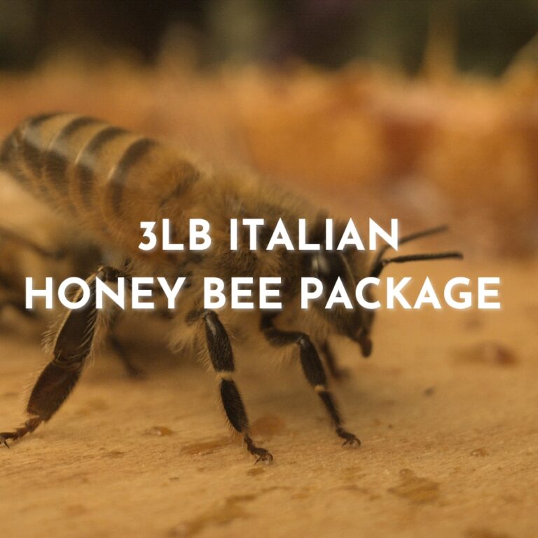 Image of a honey bee and the words 3LB Italian Honey Bee Package