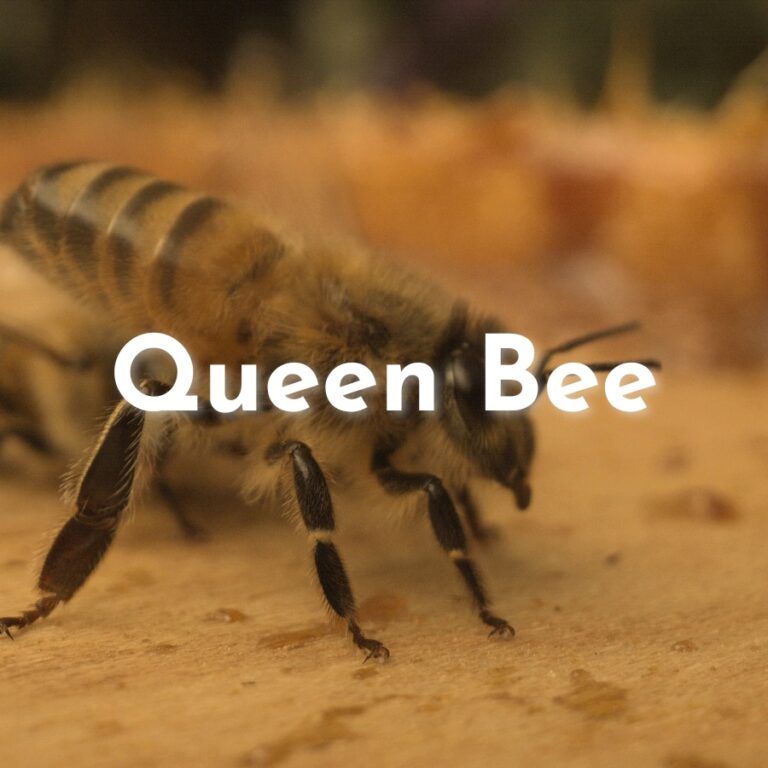 Image of bee and the words Queen Bee over it