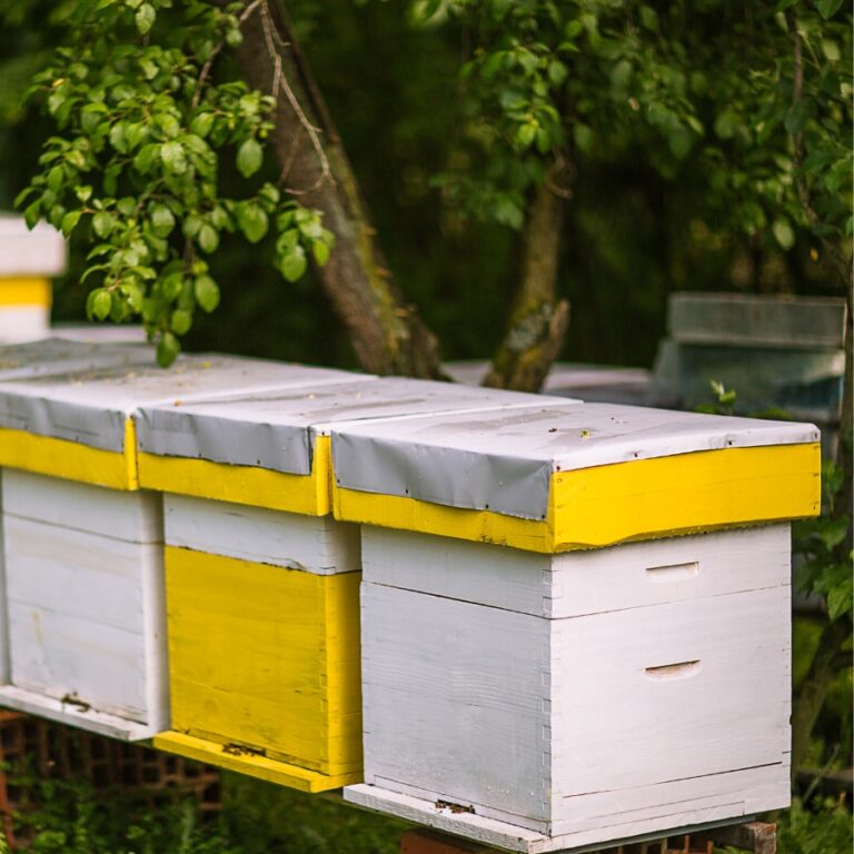NUC box bee hives