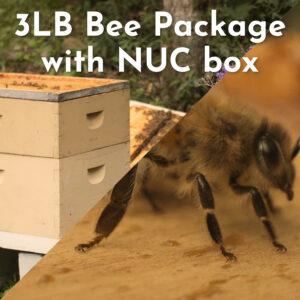 Split image of a bee hive and a bee with the words 3LB Bee Package with NUC box