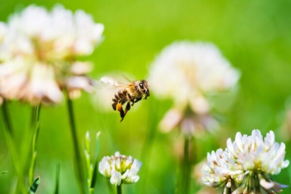 a honeybee is flying around in a field