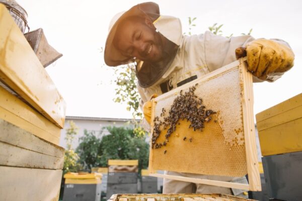 a smiling beekeeper holds a rack with honeycomb and honeybees on it